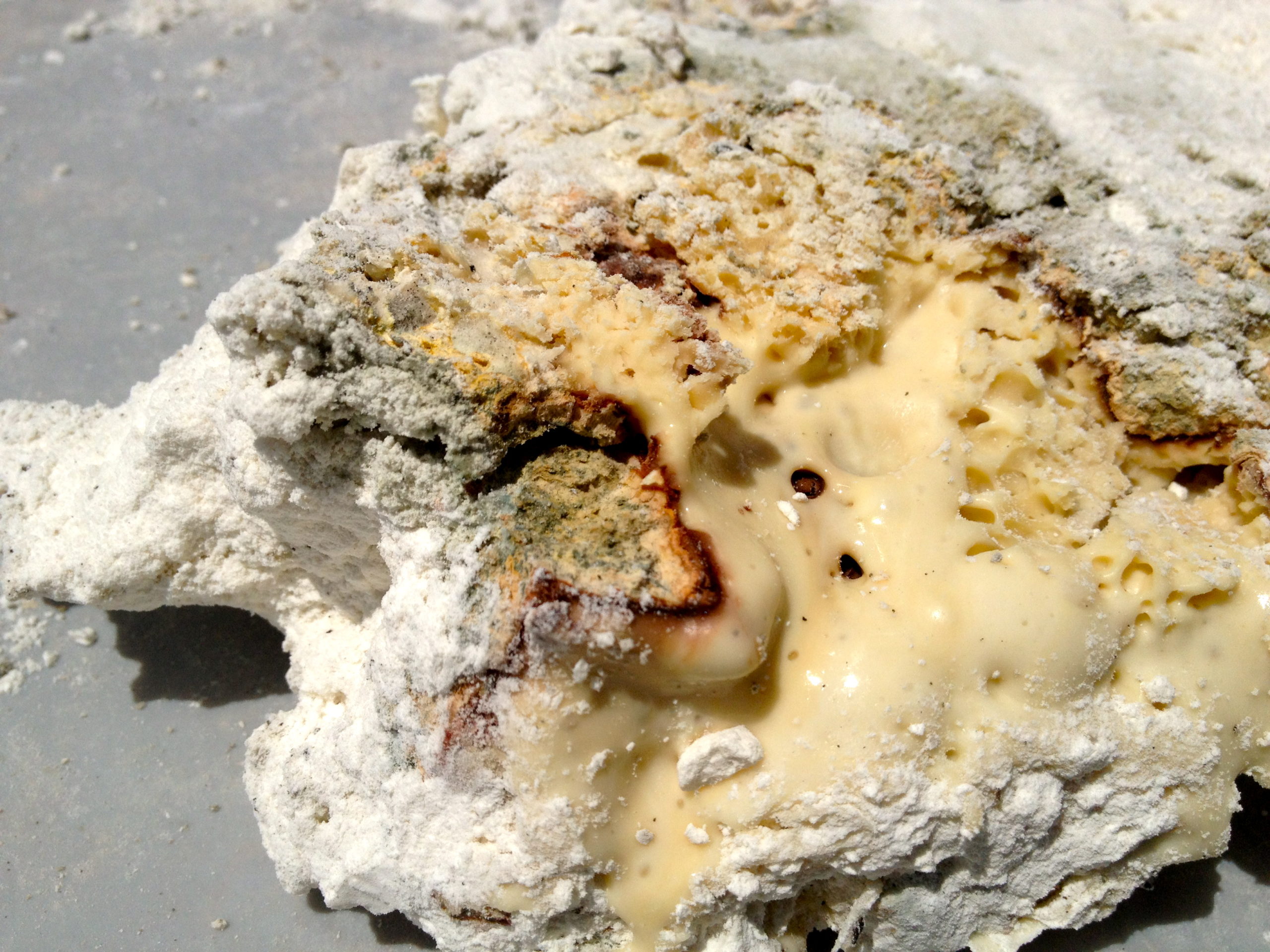 mold on flour